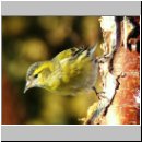 Carduelis spinus - Erlenzeisig 18.jpg